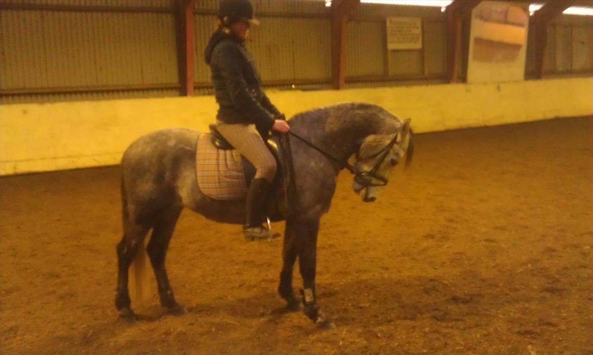 Welsh Pony af Cob-type (sec C) Jean Lé penn<3 - Ja jeg ser stor ud..  billede 8