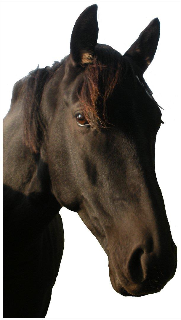 Anden særlig race Axelborgs Pyrus (Himmelhest) - Velkommen til Axeborgs Pyrus billede 1