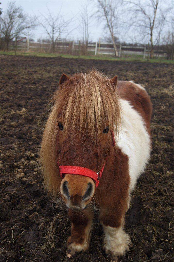 Shetlænder Domino billede 4