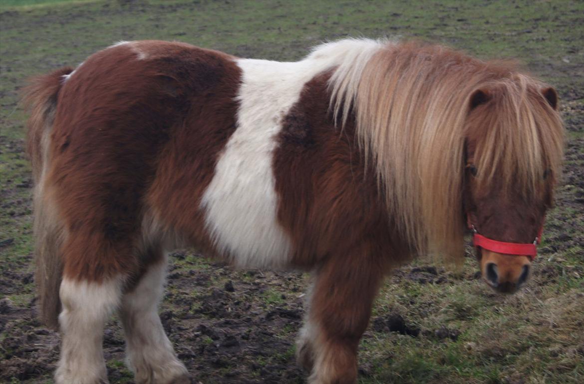 Shetlænder Domino billede 7