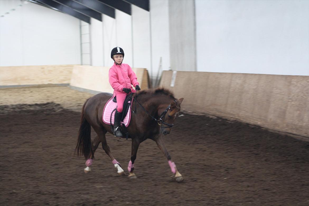 Hollandsk Sportspony Moonlight Shania - Her rider jeg og Shania enetime ved Rikke Søby billede 10