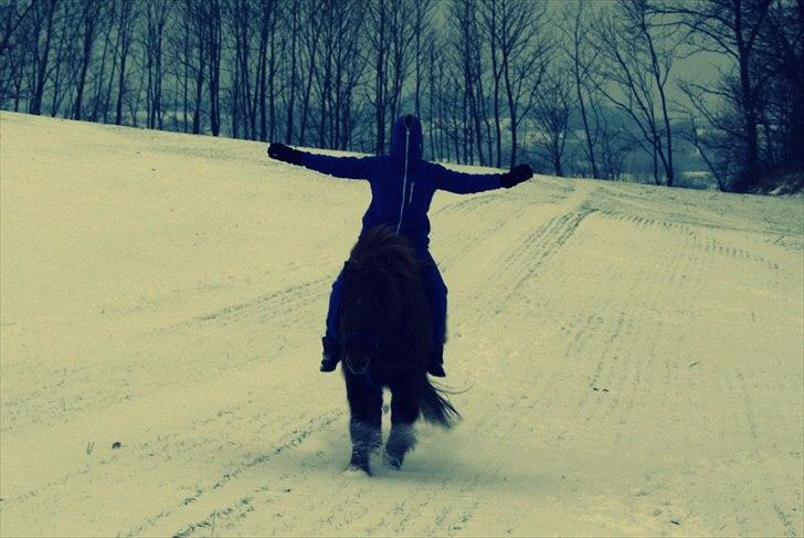 Islænder - ASI - Damp'dyret.<3 - Jeg valgt at lade hesten vælge, en gang <3. Når man stoler på ponyen!:*
Ida Madsen 2012 billede 16