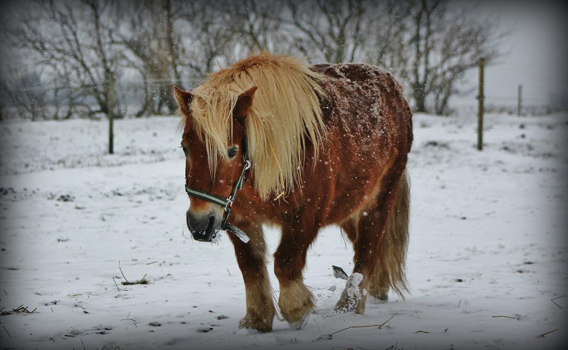 Shetlænder Okkermand - Denne her lille fyr, er på de par år vi efterhånden har lært hinanden bedre og bedre at kende, kommet til at betyde forfærdeligt meget for mig. Min bedste ven <3 billede 4