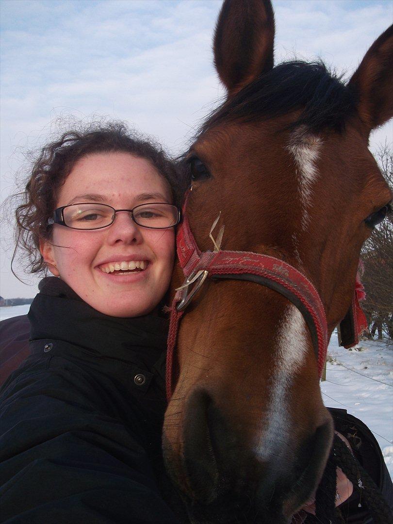 Arabisk fuldblod (OX) cherelda billede 4