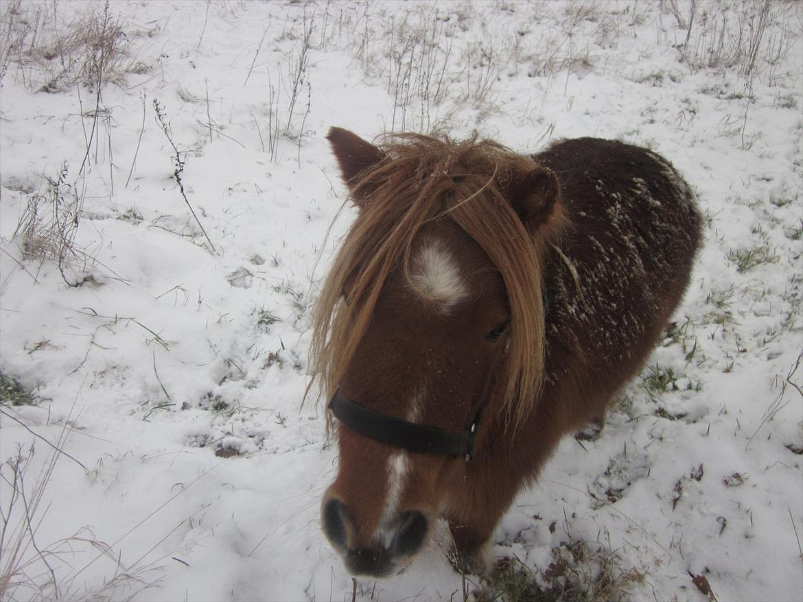 Shetlænder Lotte *Prinsessen* <3 - Min lille pige<3 billede 15