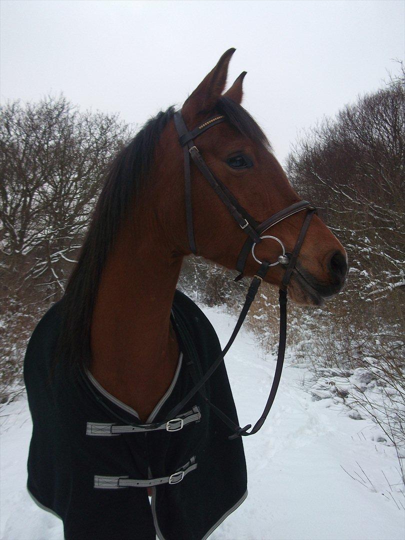 Arabisk fuldblod (OX) cherelda billede 15