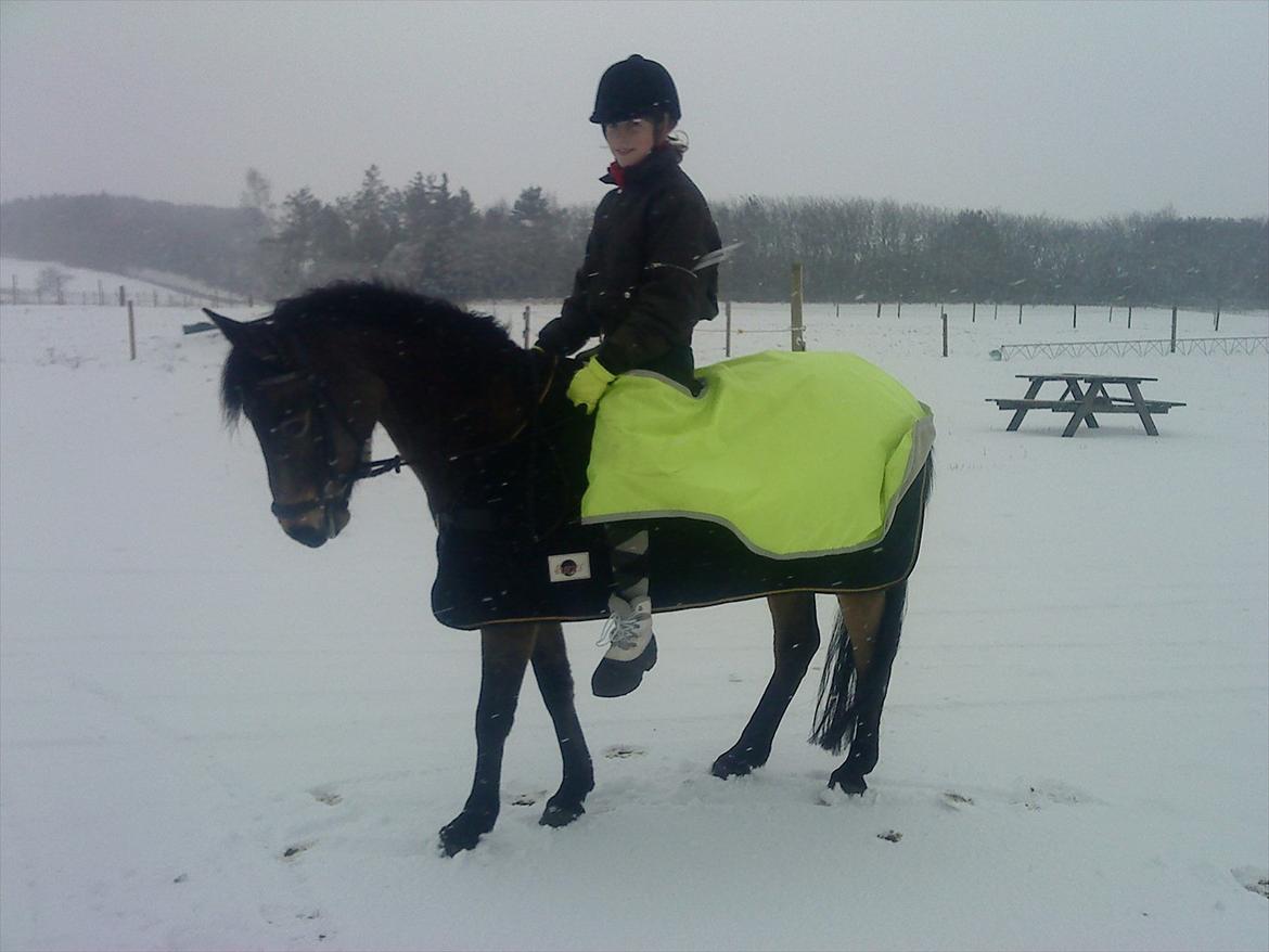 DSP Bæklunds Aqua - På tur, i snestorm, uden saddel :D Hygge<3 ... Fotograf: Mor / Pia Pedersen billede 20