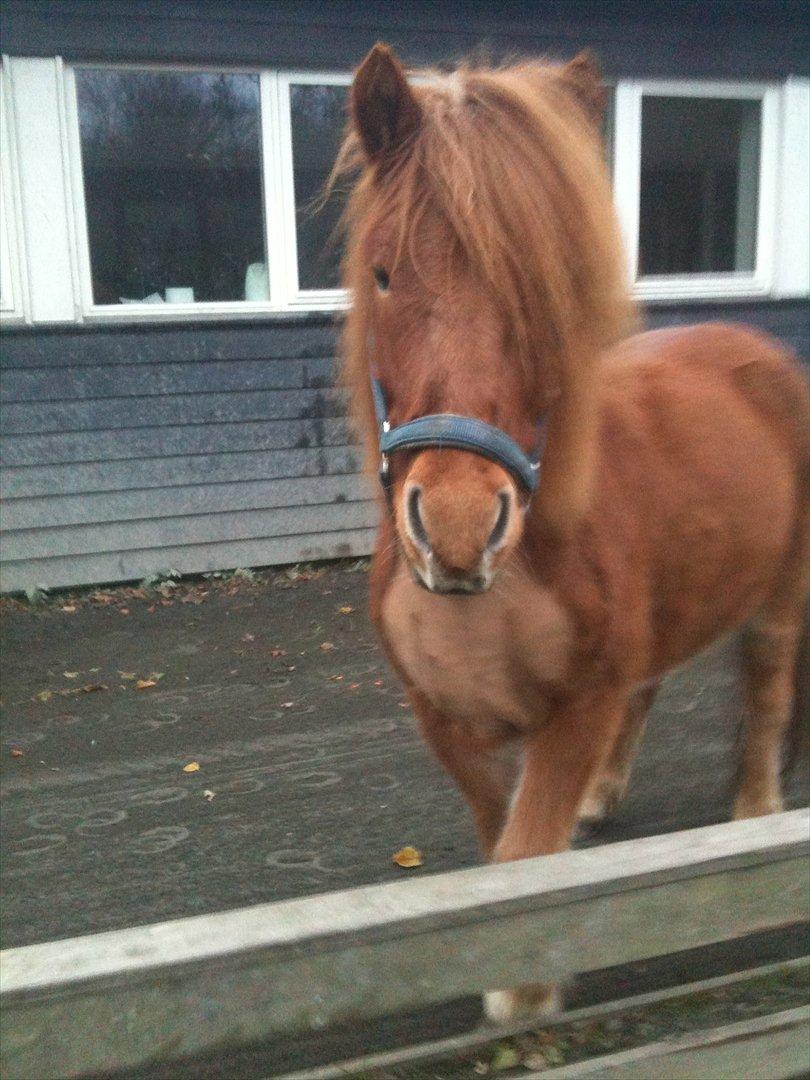 Islænder Draumur fra Rødstenskær - barbaret tut <3 billede 11