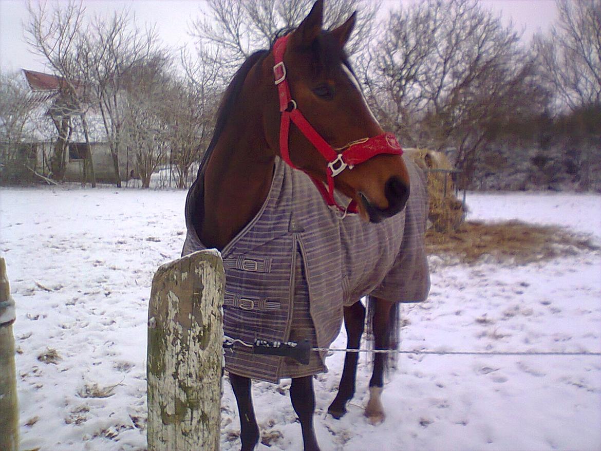 Hollandsk Sportspony Kandy<3 R.I.P.savnes!<3 - lille Kandy i sne!=)<3 billede 13