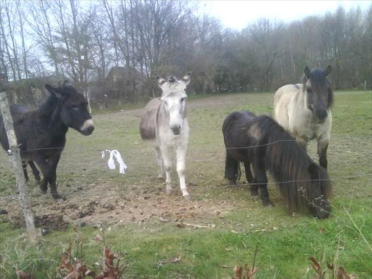 Konik Polski pepsi [himmelheste] - alle vores dyr på marken  billede 11