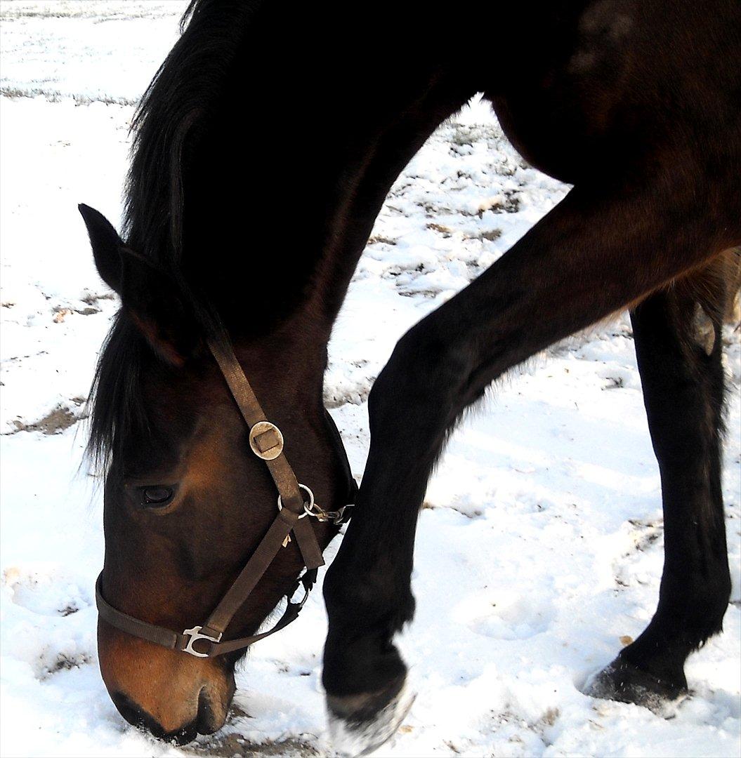 Tysk Varmblod Dolli billede 16
