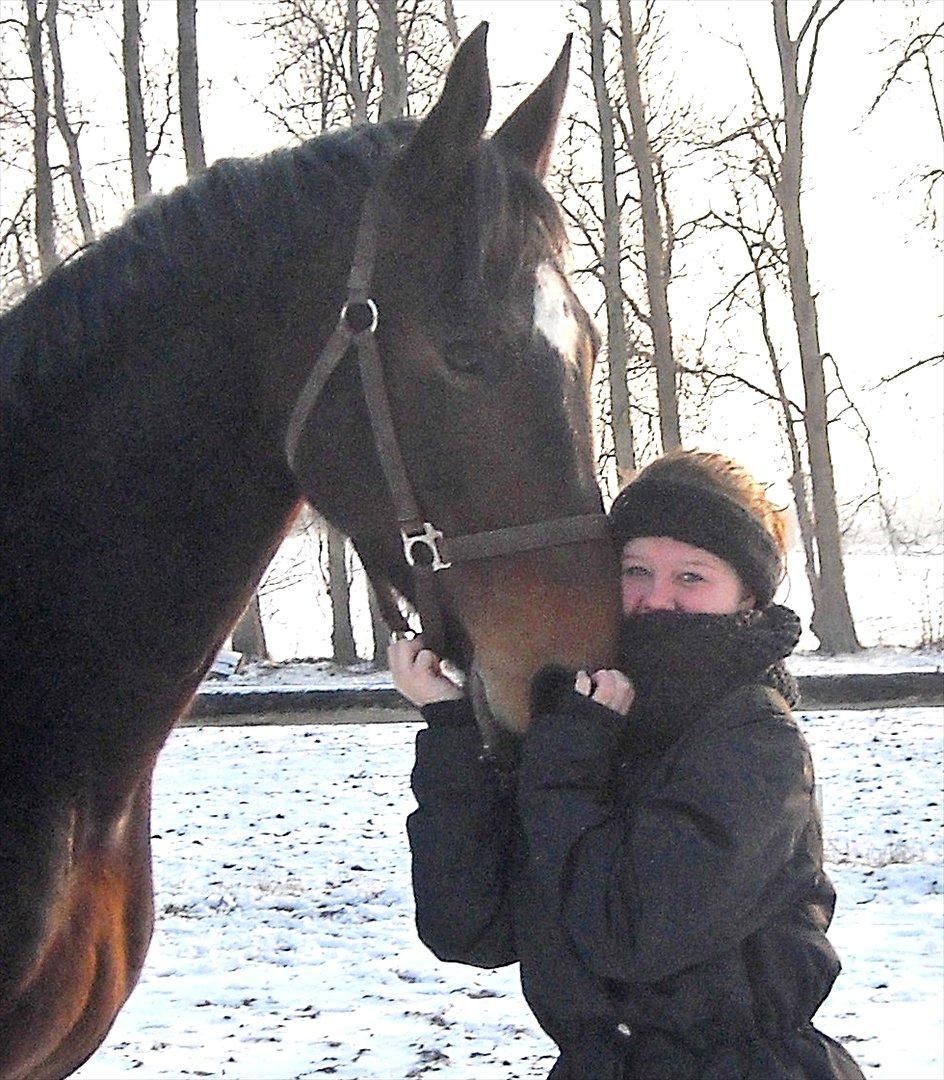 Tysk Varmblod Dolli billede 17