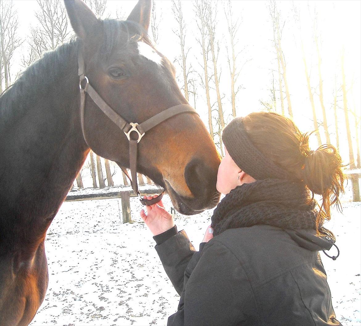 Tysk Varmblod Dolli billede 18