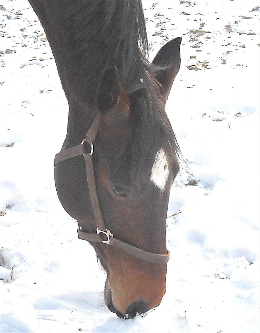 Tysk Varmblod Dolli billede 20
