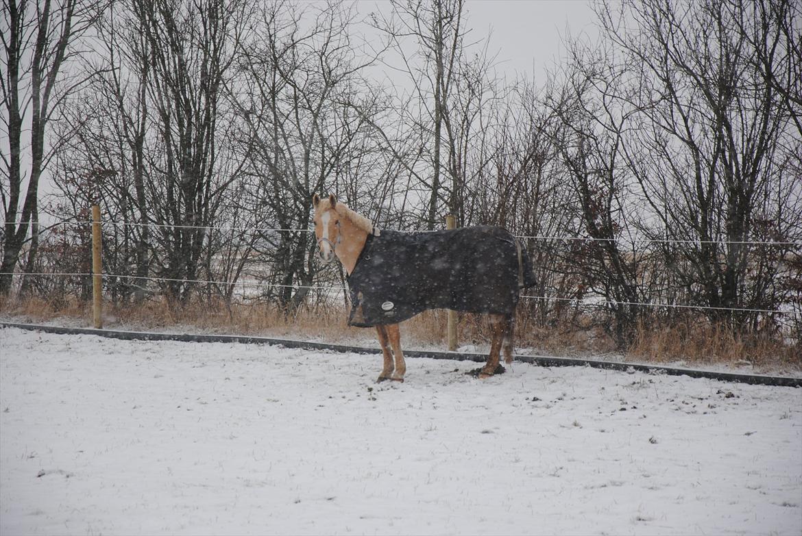Palomino Queen Of Europe<3 - På folden i snevejr billede 2