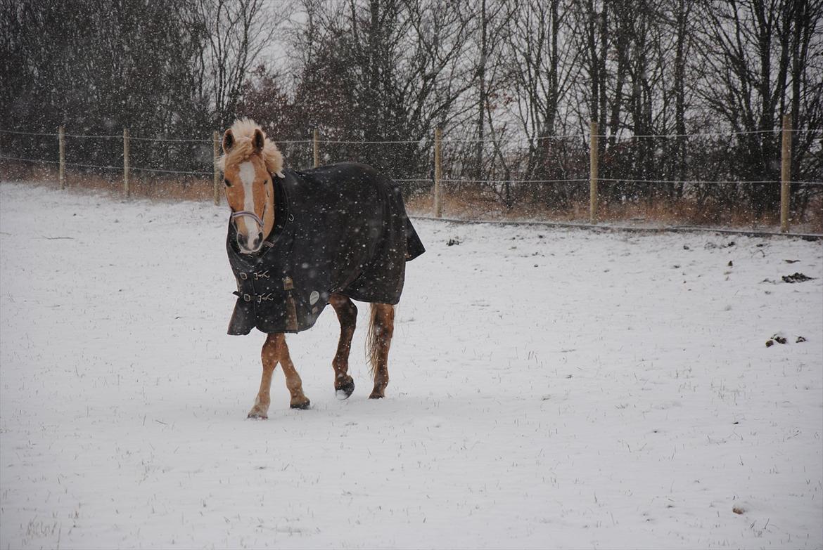 Palomino Queen Of Europe<3 - På folden i snevejr billede 3