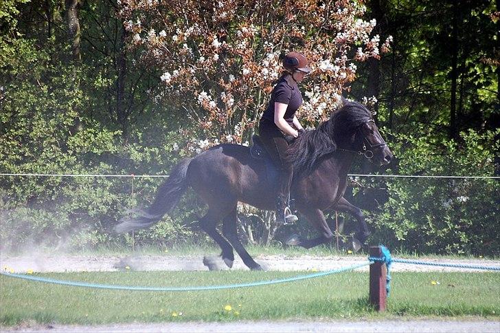 Islænder Auður  fra Geldingaá - Til træningsstævne i Hildingur billede 5