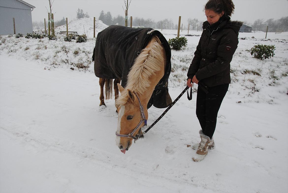 Palomino Queen Of Europe<3 - Lækker tunge!
og Bette Q tænker: Mhh sne smager faktisk ret godt! billede 5