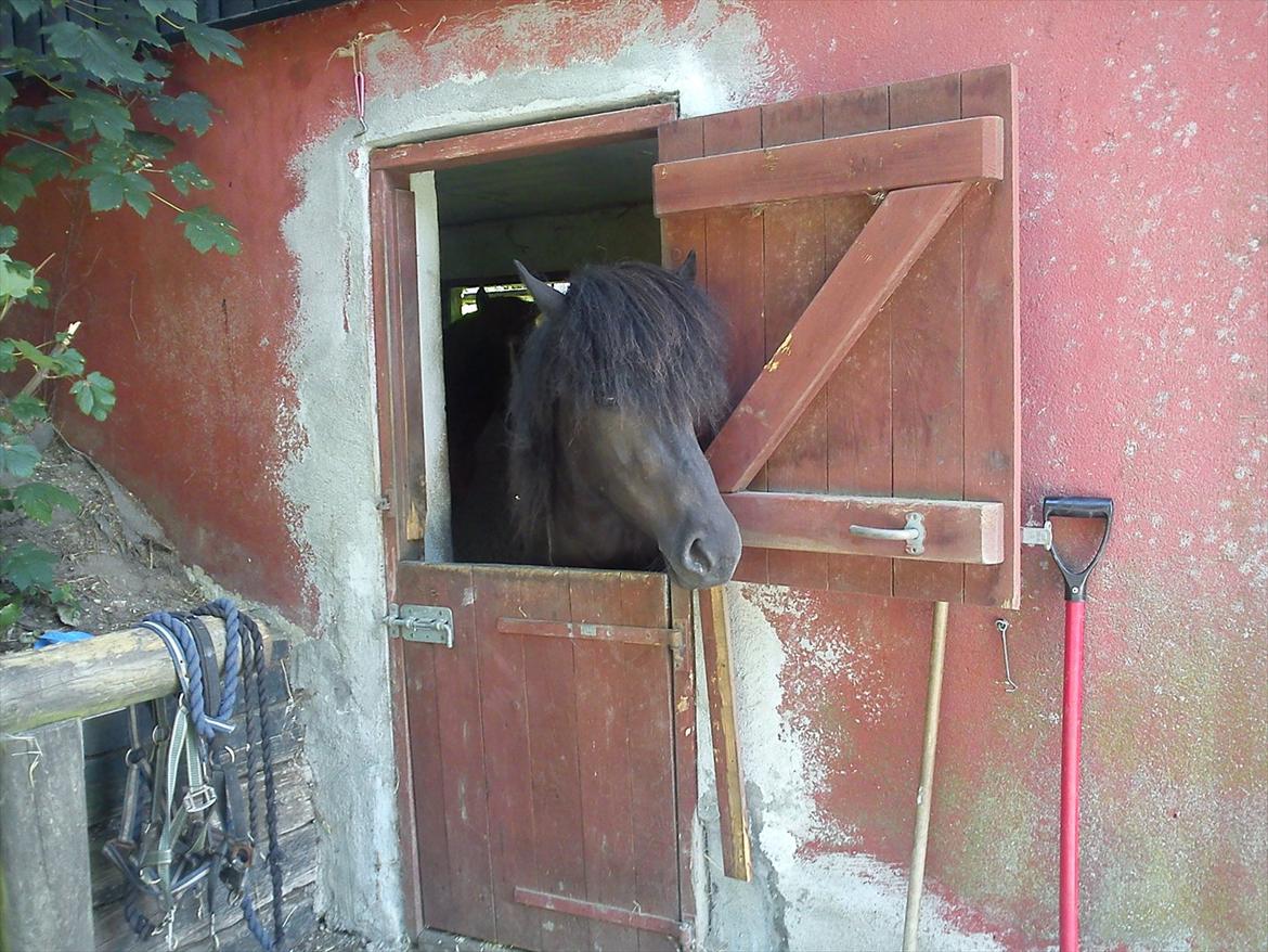 Islænder Auður  fra Geldingaá - På besøg hos Pia - efter ca. 24 km ridetur gennem Grib skov. hesten overnattede og vi red hjem dagen efter.  billede 4
