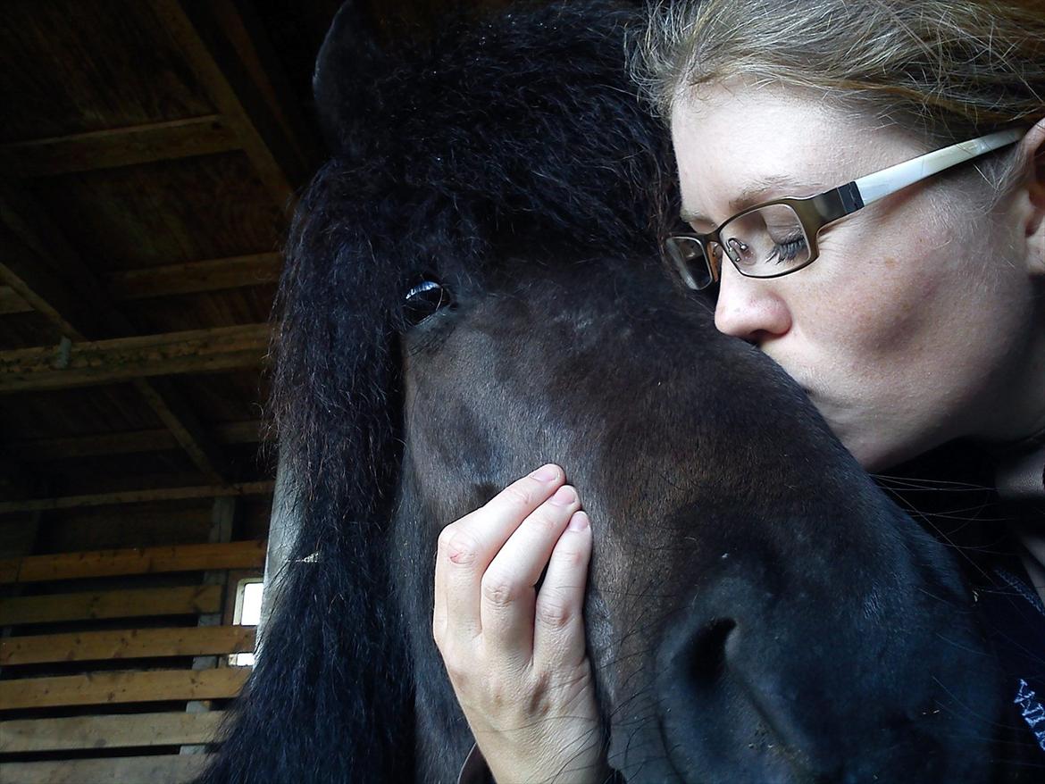 Islænder Auður  fra Geldingaá - Super dejligt chokoladepony billede 6