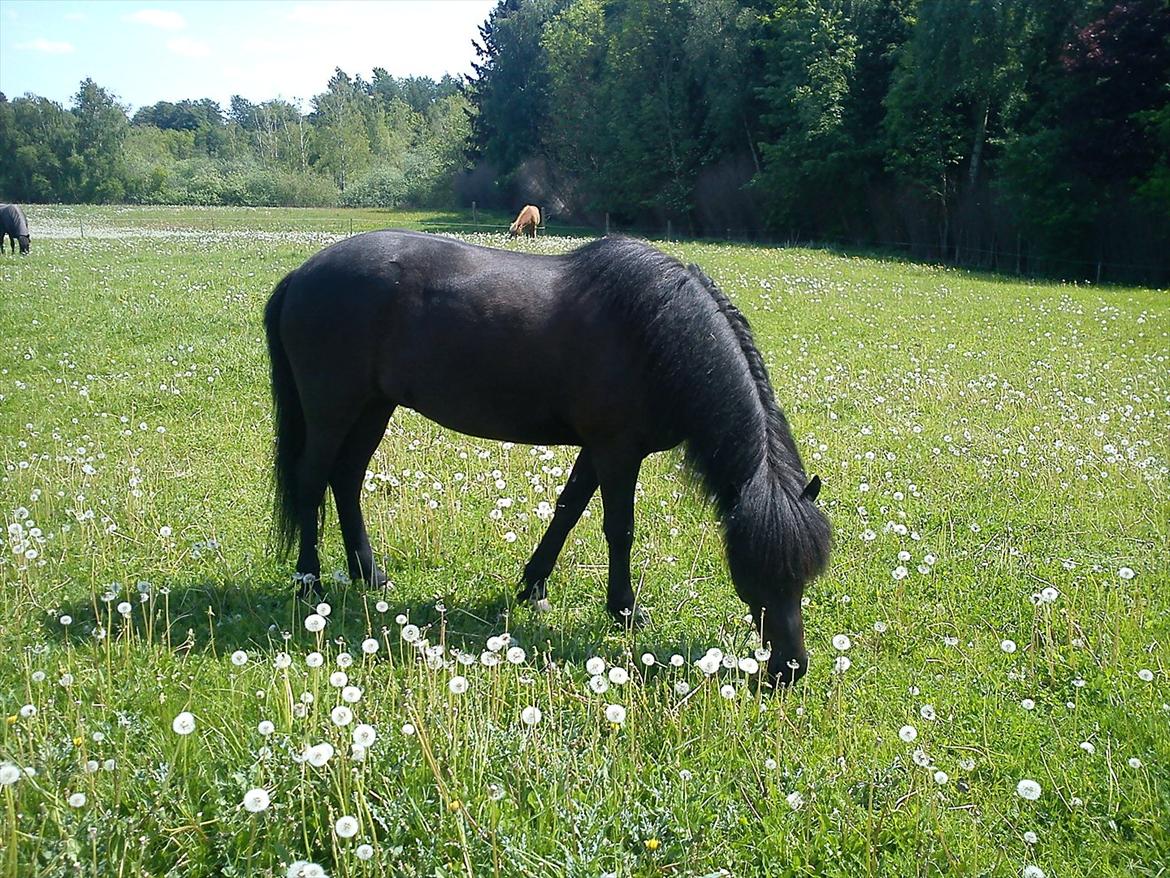 Islænder Auður  fra Geldingaá - Sådan bør alle heste jo gå hele sommeren.  billede 11