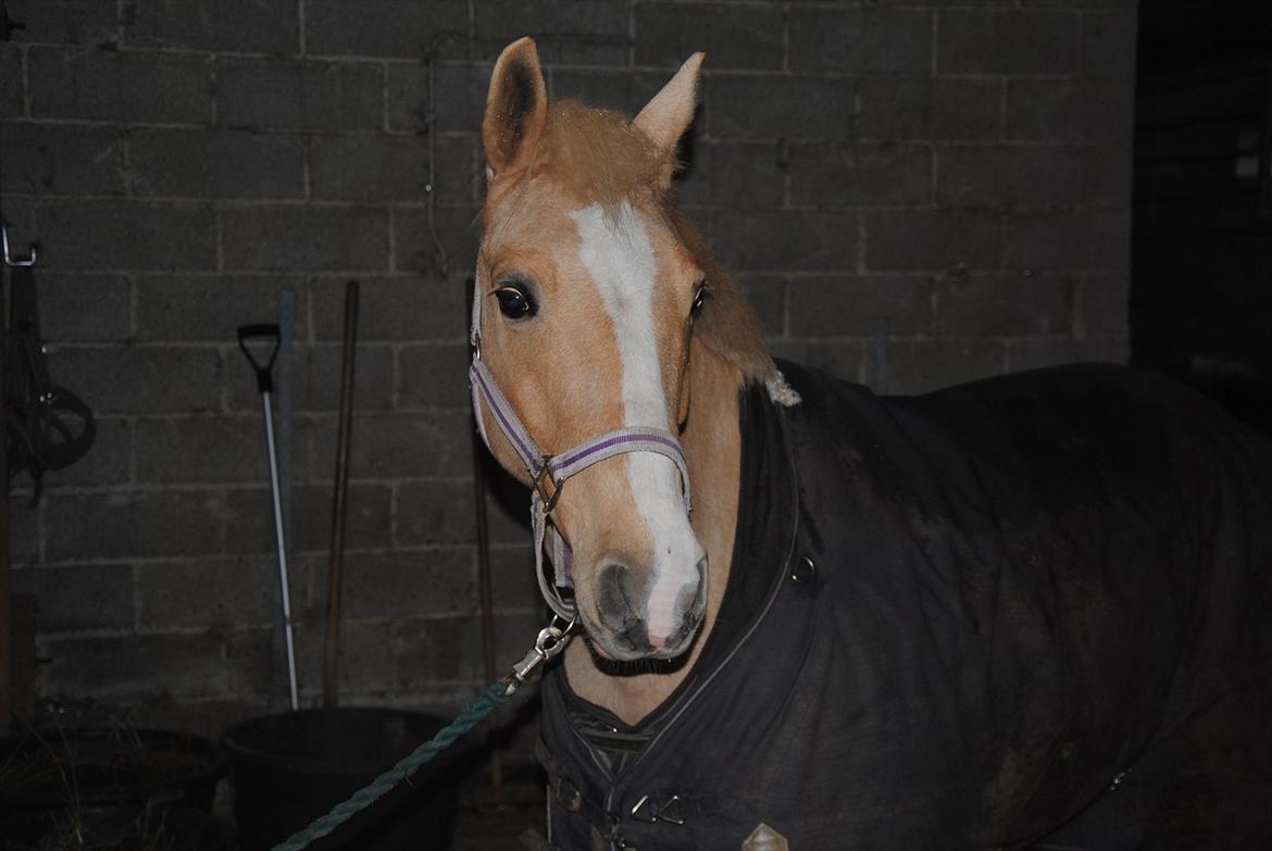 Palomino Queen Of Europe<3 - På staldgangen billede 7