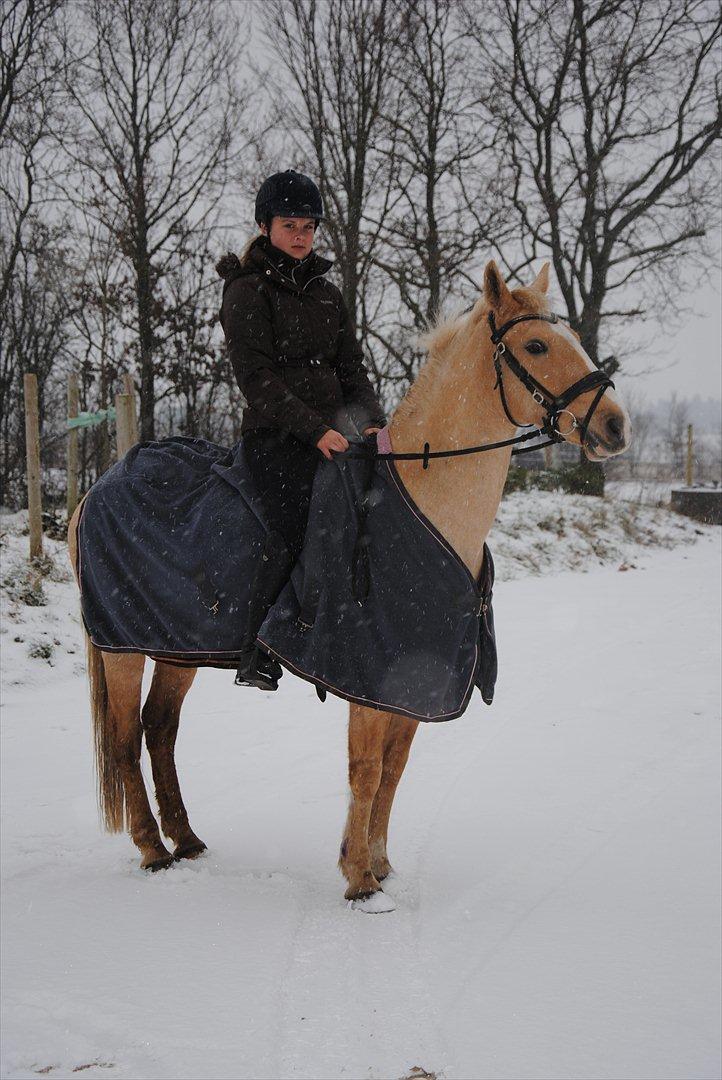 Palomino Queen Of Europe<3 - På vej ud og ride får fatti lige fanget et super billede af smuksakken billede 8