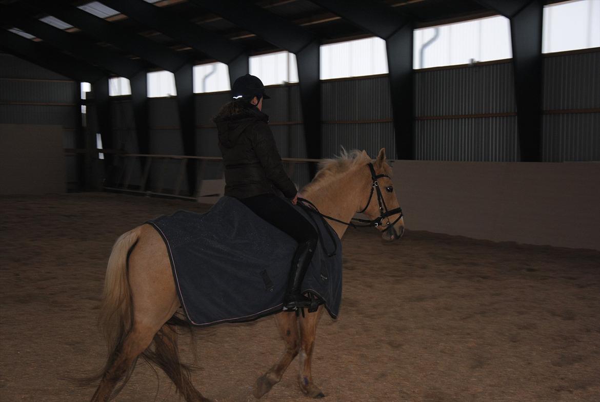 Palomino Queen Of Europe<3 - Dejlige! billede 9