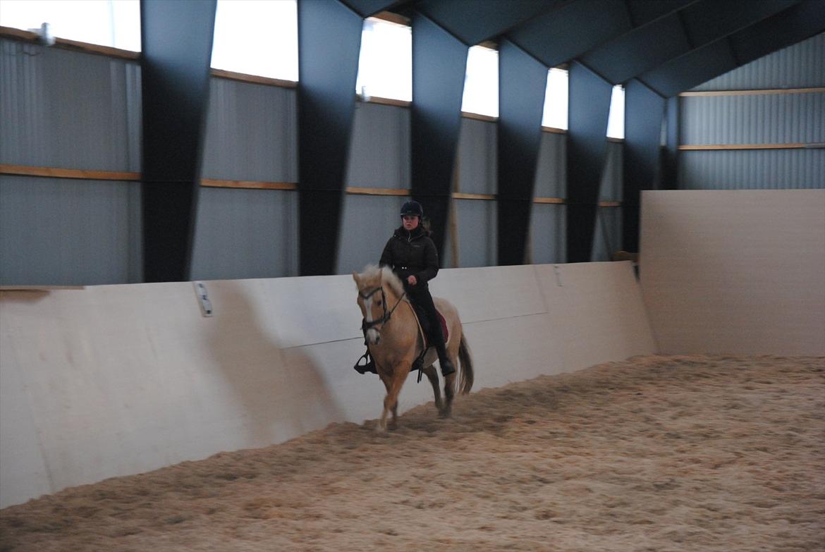 Palomino Queen Of Europe<3 - Galop på Bette Q<3 billede 10