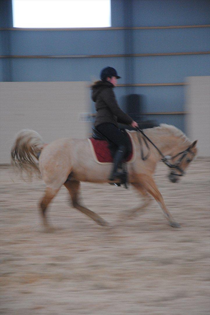 Palomino Queen Of Europe<3 - Ikke så godt billede, og hun går lidt under lod, men hun slapper mere af nu og går faktisk selv derned :-) billede 11