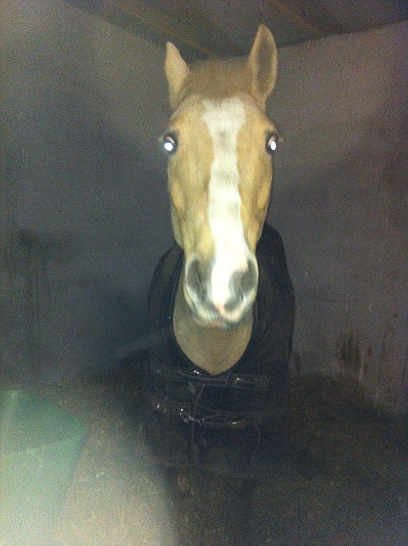 Palomino Queen Of Europe<3 - Lige ankommet i sin nye boks den 26/1-12 billede 12