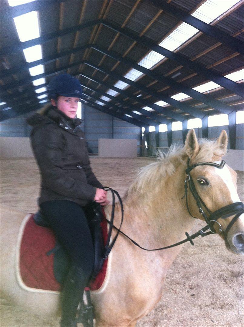 Palomino Queen Of Europe<3 - Efter en god træning billede 13