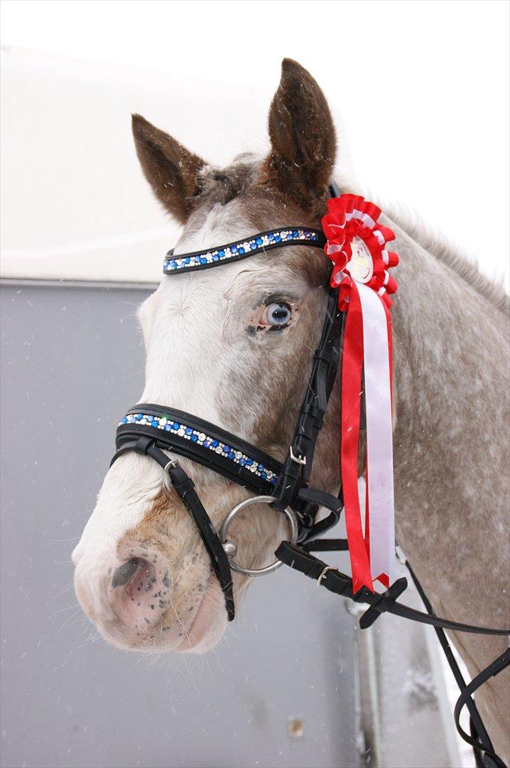 Anden særlig race Roosgårdens Cosmopolitan - HURK 29 januar 2012 nr. 1 i LC spring billede 8