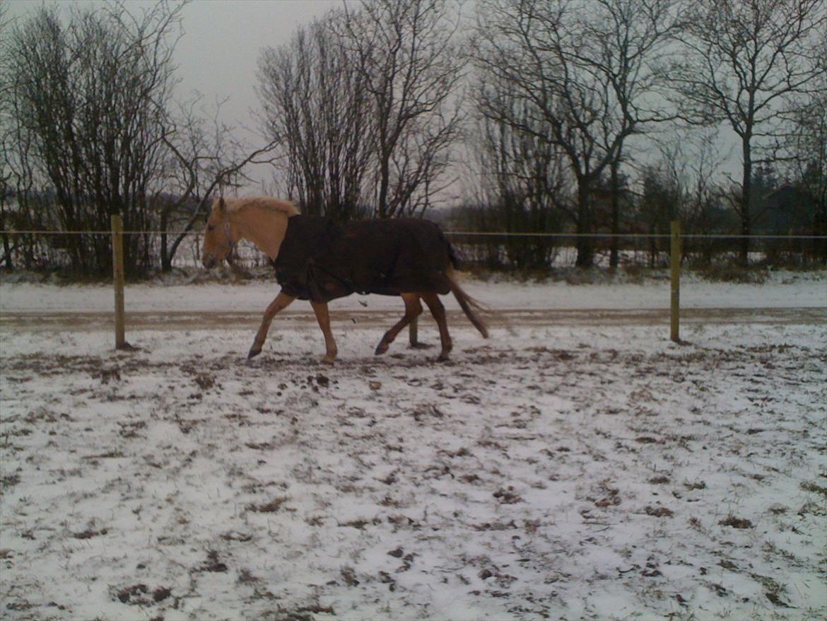 Palomino Queen Of Europe<3 - Første dag på folden, og Bette Q hygger! billede 14