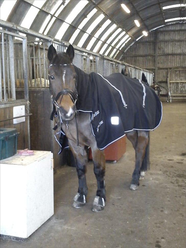 Anden særlig race Mister Gallon billede 10