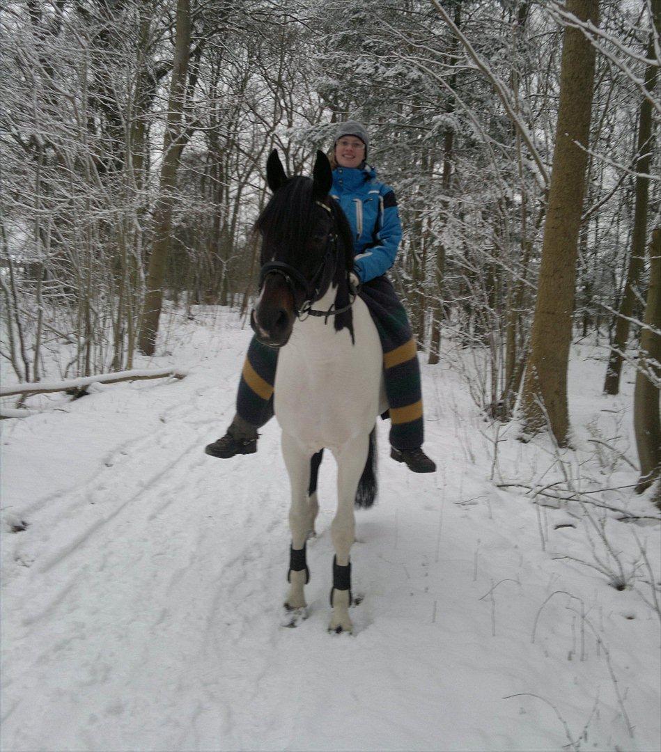Pinto Rosenlyst's Ganis R:I:P - Tur i skoven i dag uden sadel 29/1-2012 billede 1