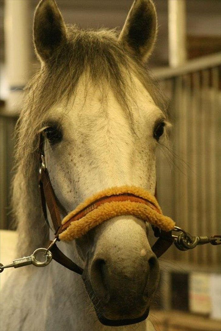 Connemara | Nørlunds Irish Rose | Made in heaven -  Rose på staldgangen d. 27/1-12
Billederne er tager af Elizabeth - Tak!  billede 13