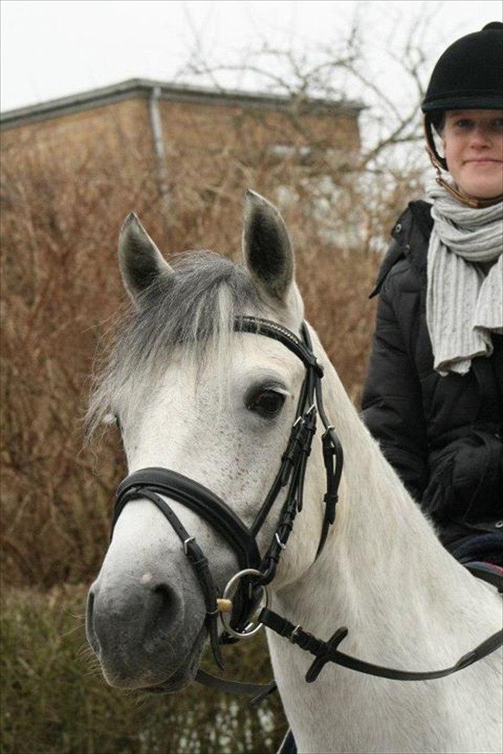 Connemara | Nørlunds Irish Rose | Made in heaven -   Rose og jeg på tur <3  billede 6