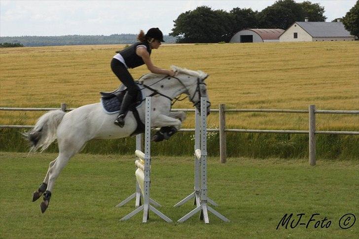 Knabstrupper Ziggie Stardust <3 - springundervisning i sommers  billede 3