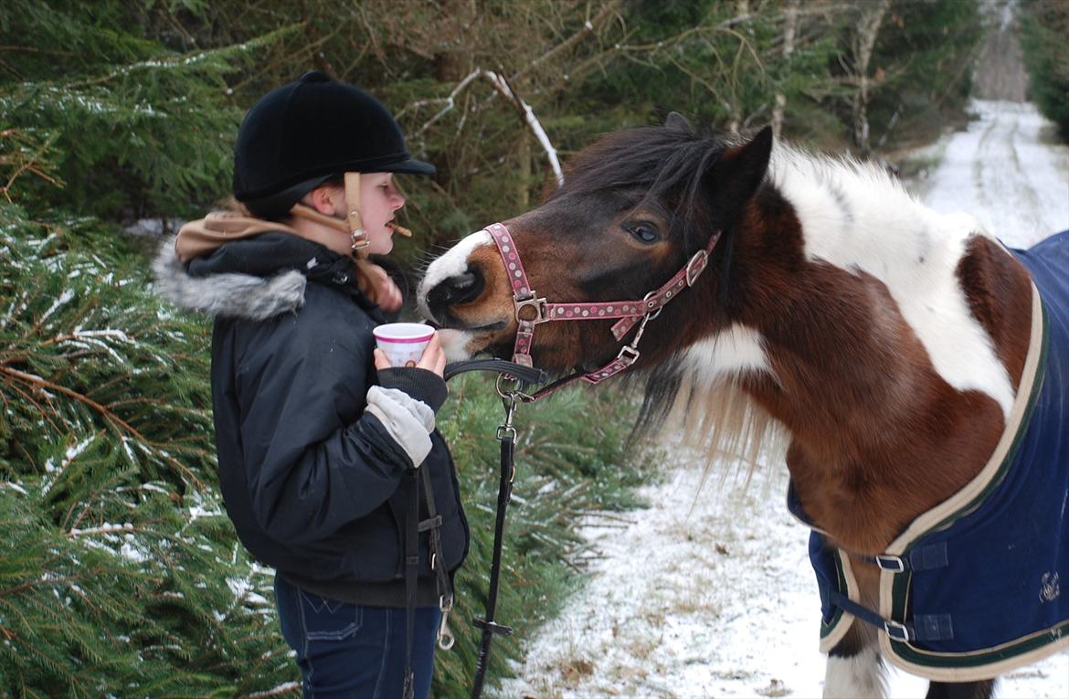 Irish Cob Dancer *Min pige<3* - <3 Asserboskov vinteren 2012 billede 11