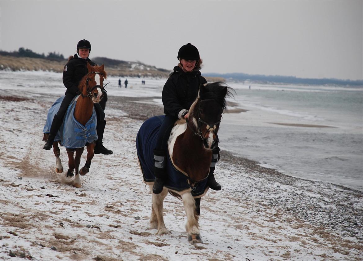 Irish Cob Dancer *Min pige<3* - foraltid<3 Asserbostrand vinter 2012<3 billede 16