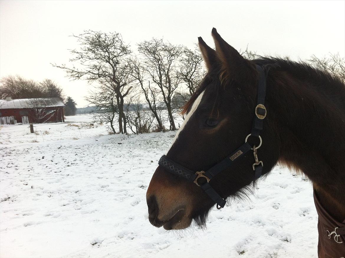 Oldenborg Le' Nandi - Min lille skønhed i ny sne:)<3 billede 7