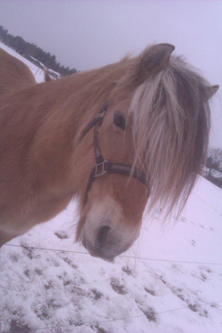 Fjordhest Zacco - (Holger af okslundgård)R.I.P billede 7