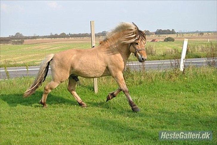 Fjordhest Zacco - (Holger af okslundgård)R.I.P - Billede fra tidligere ejer'  billede 6