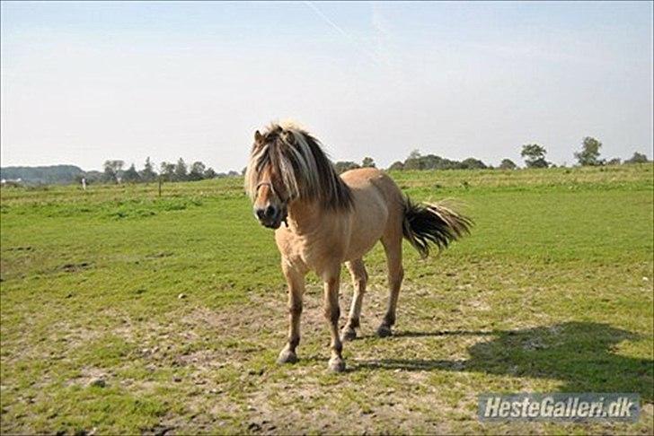 Fjordhest Zacco - (Holger af okslundgård)R.I.P - Billede fra tidligere ejer'  billede 19