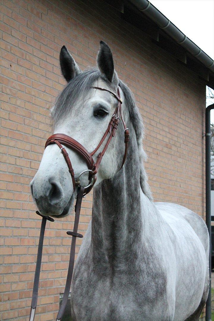 Holstener AK's Carelato billede 1