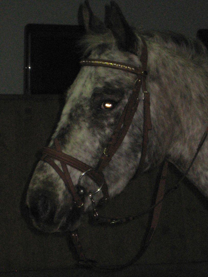 Knabstrupper Aastrupgaards Ydun billede 1