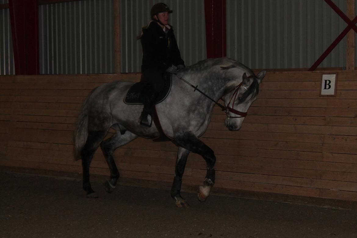 Holstener AK's Carelato billede 3