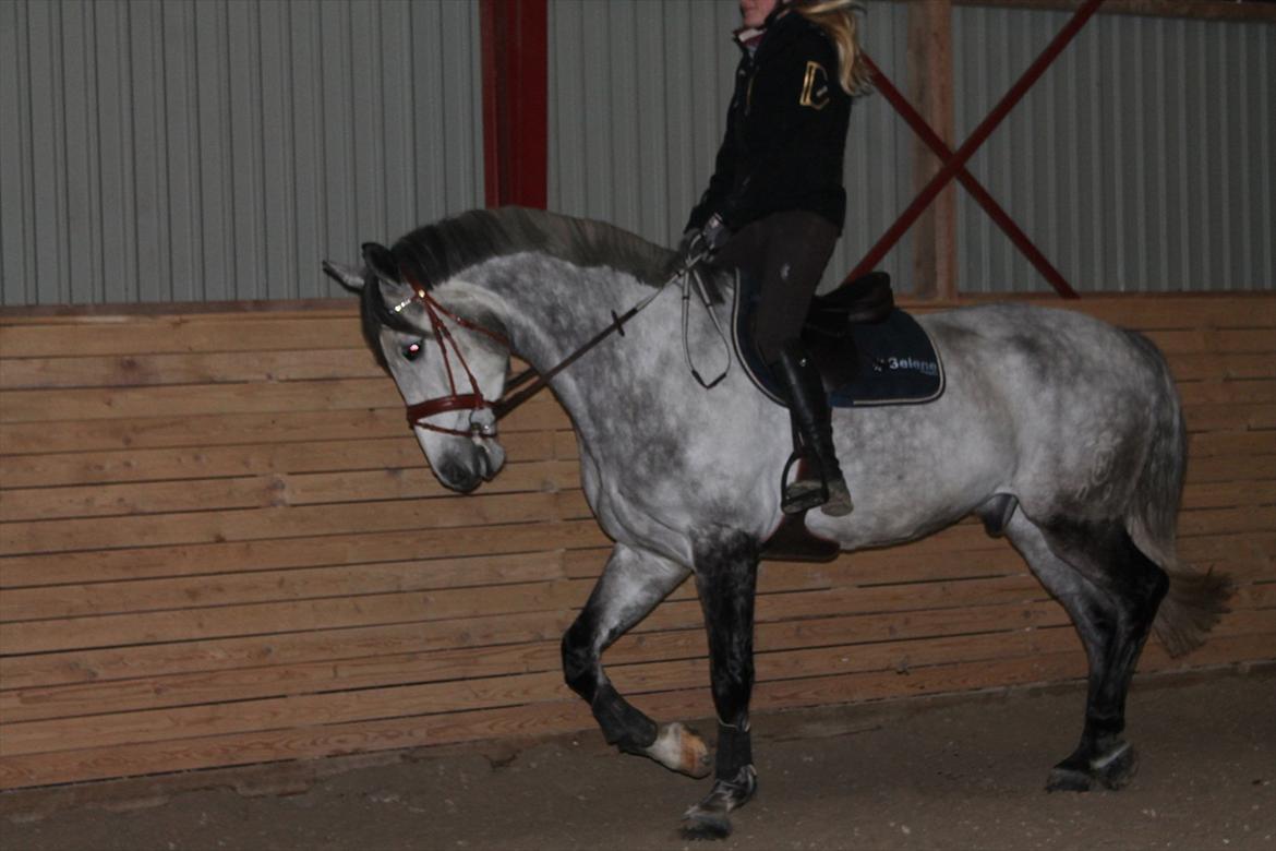 Holstener AK's Carelato billede 4