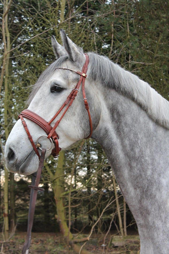 Holstener AK's Carelato billede 5